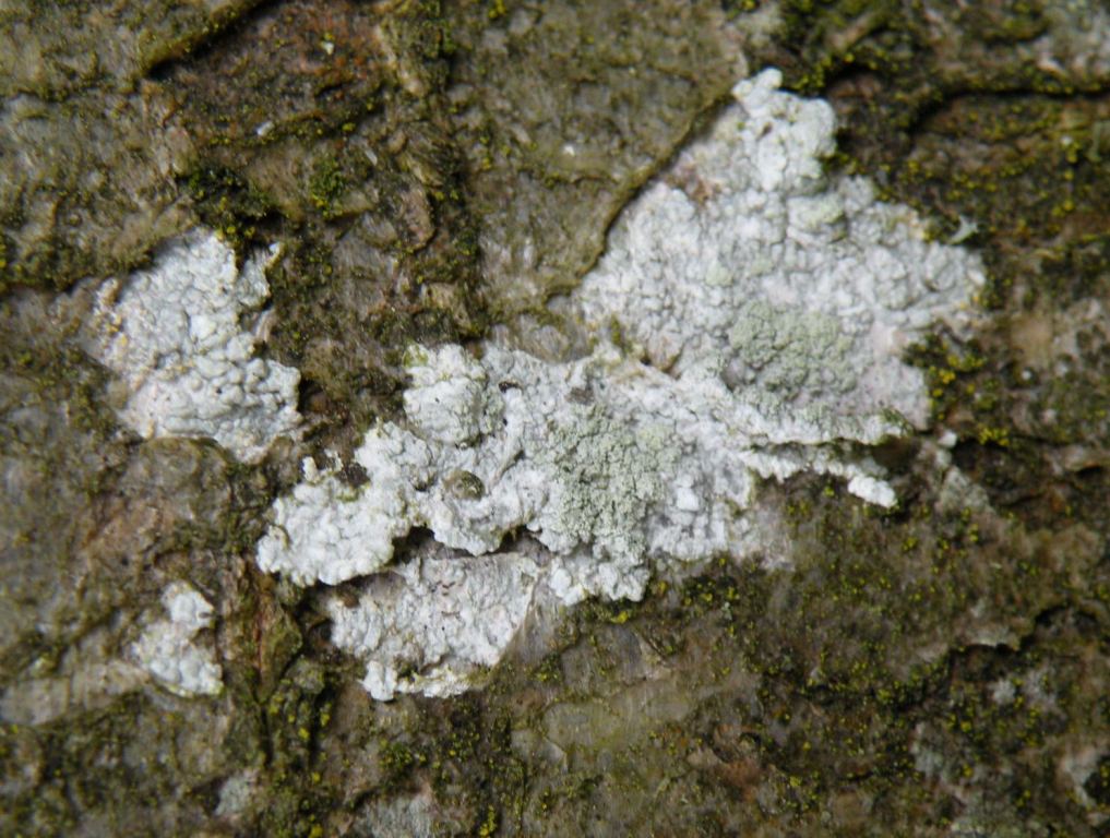 Licheni in un giardino in montagna